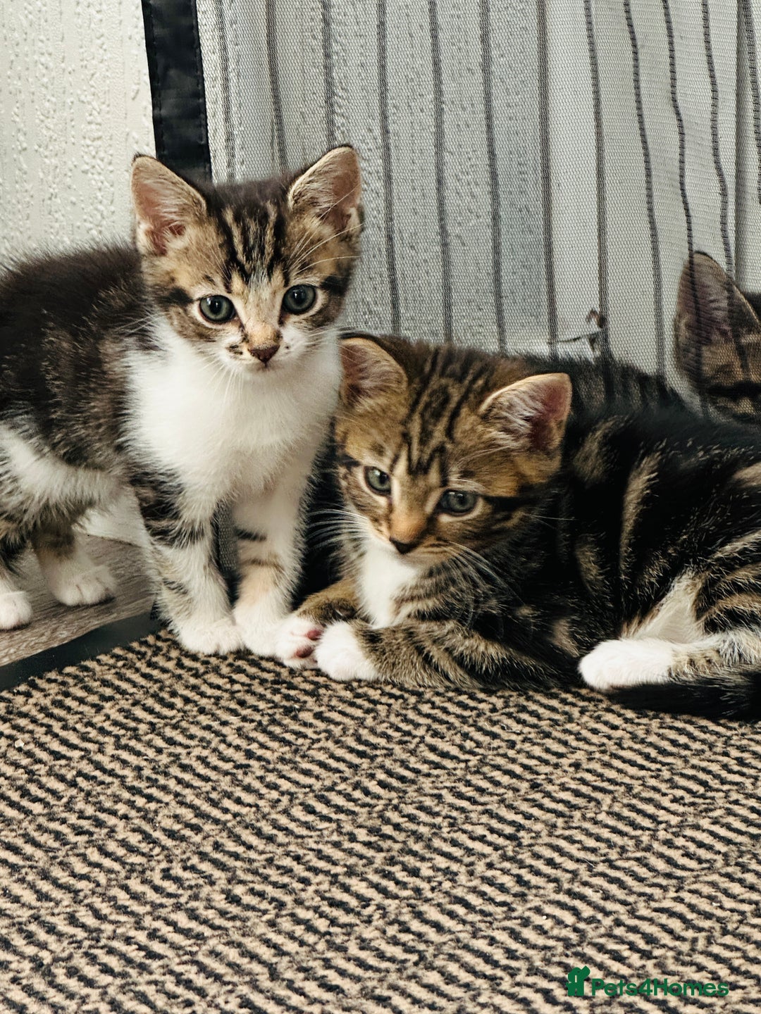 Domestic Shorthair cats for sale: 4 little Cats.  - Image 6