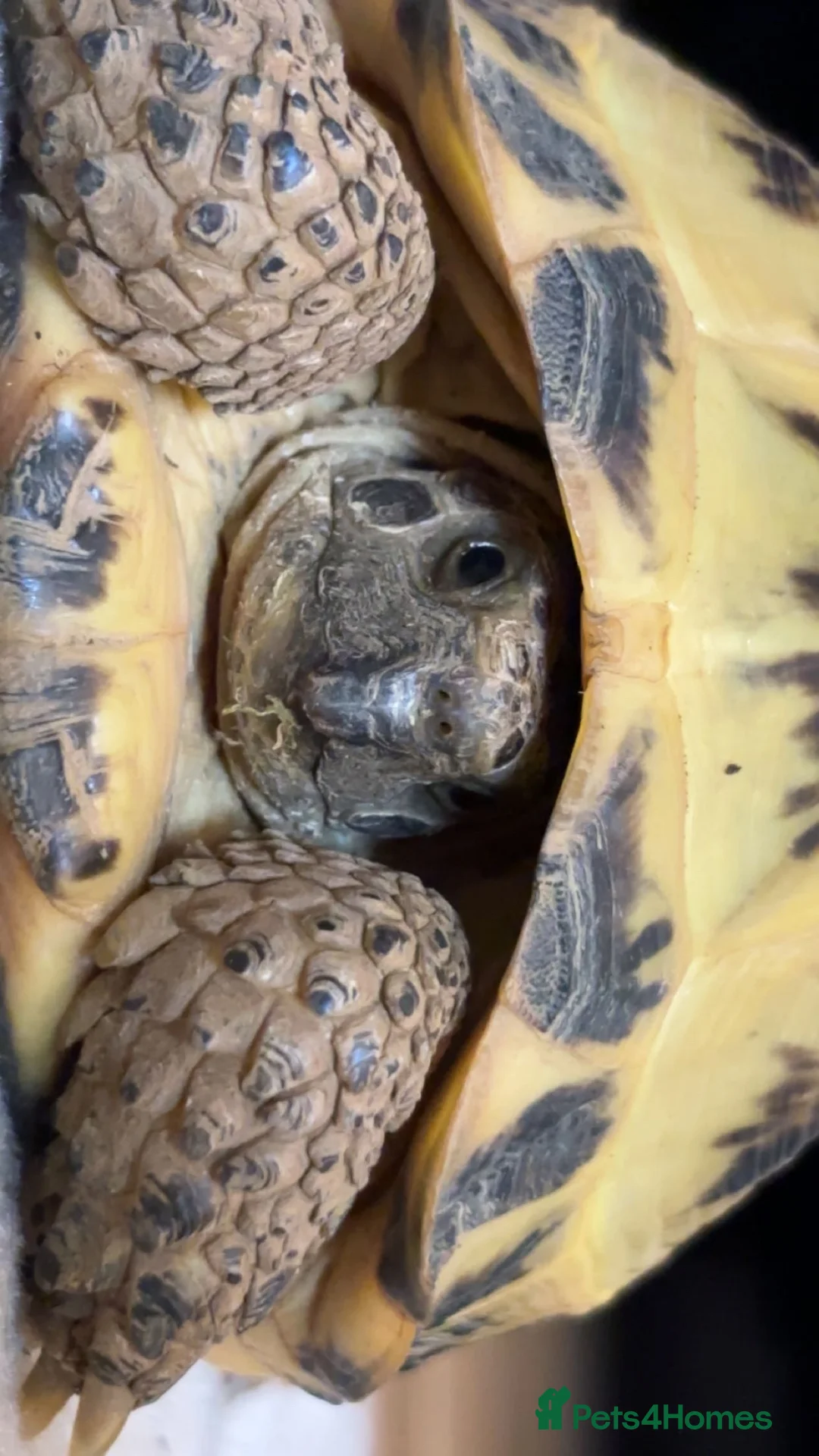 Tortoise reptiles for sale: horsefield tortoise + enclosure - Advert 2