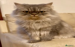 Persian cats for sale: Persian male  - Image 4