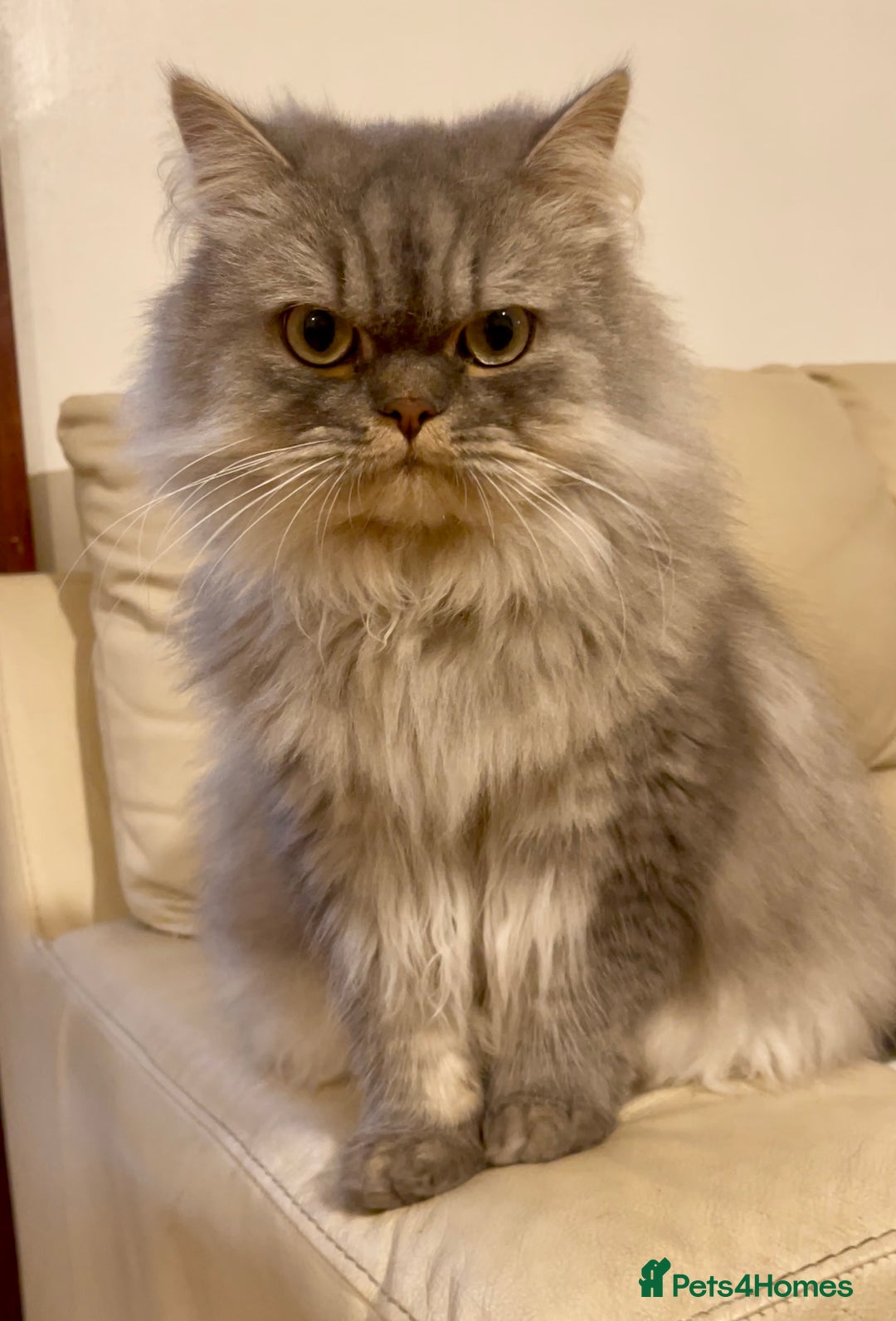 Persian cats for sale: Persian male  - Image 4