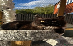Ragcoon cats for sale: Beautiful ragcoon kittens - Image 24