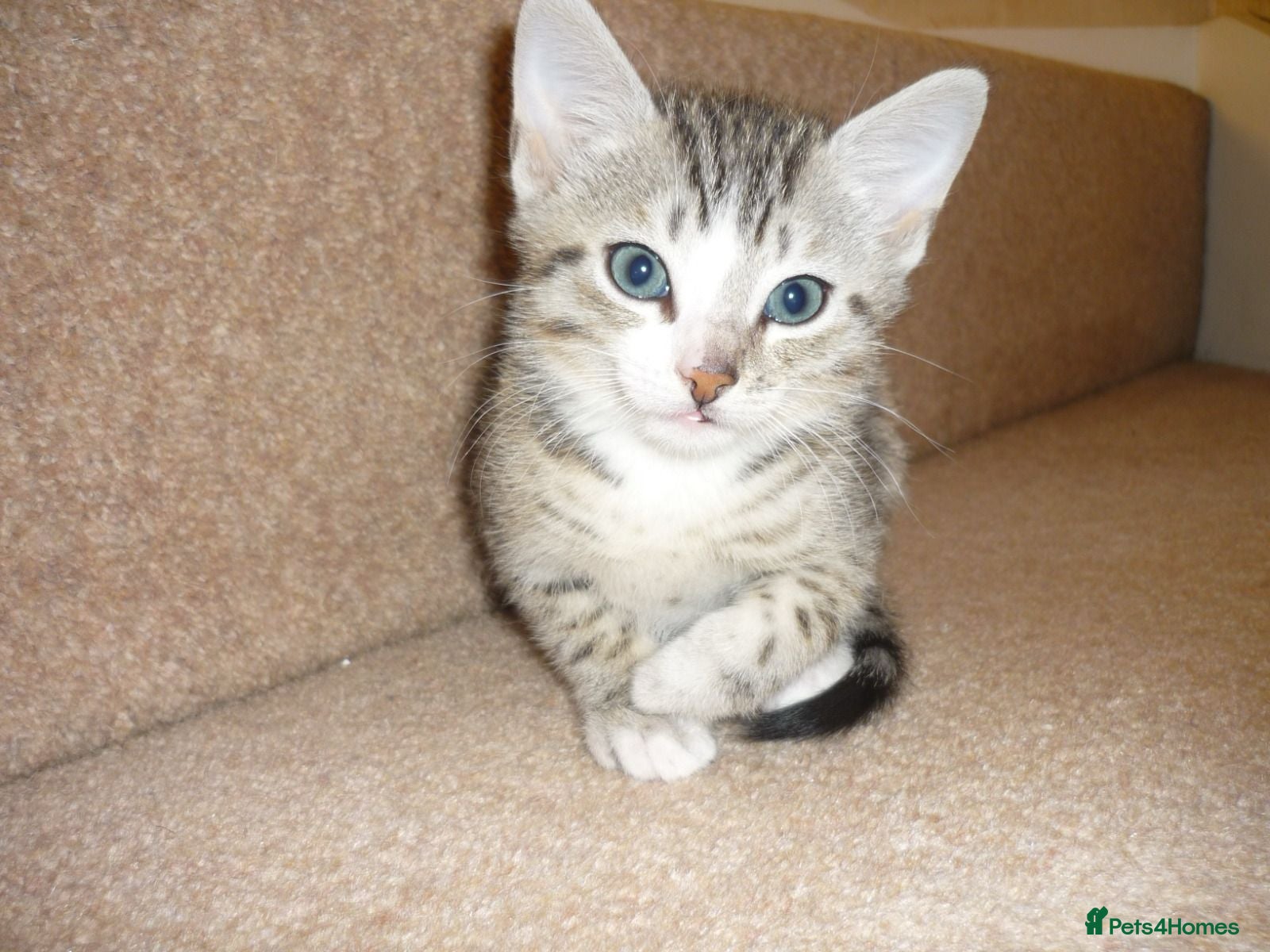 Bengal cats Beautiful male bengal kitten - Advert 5