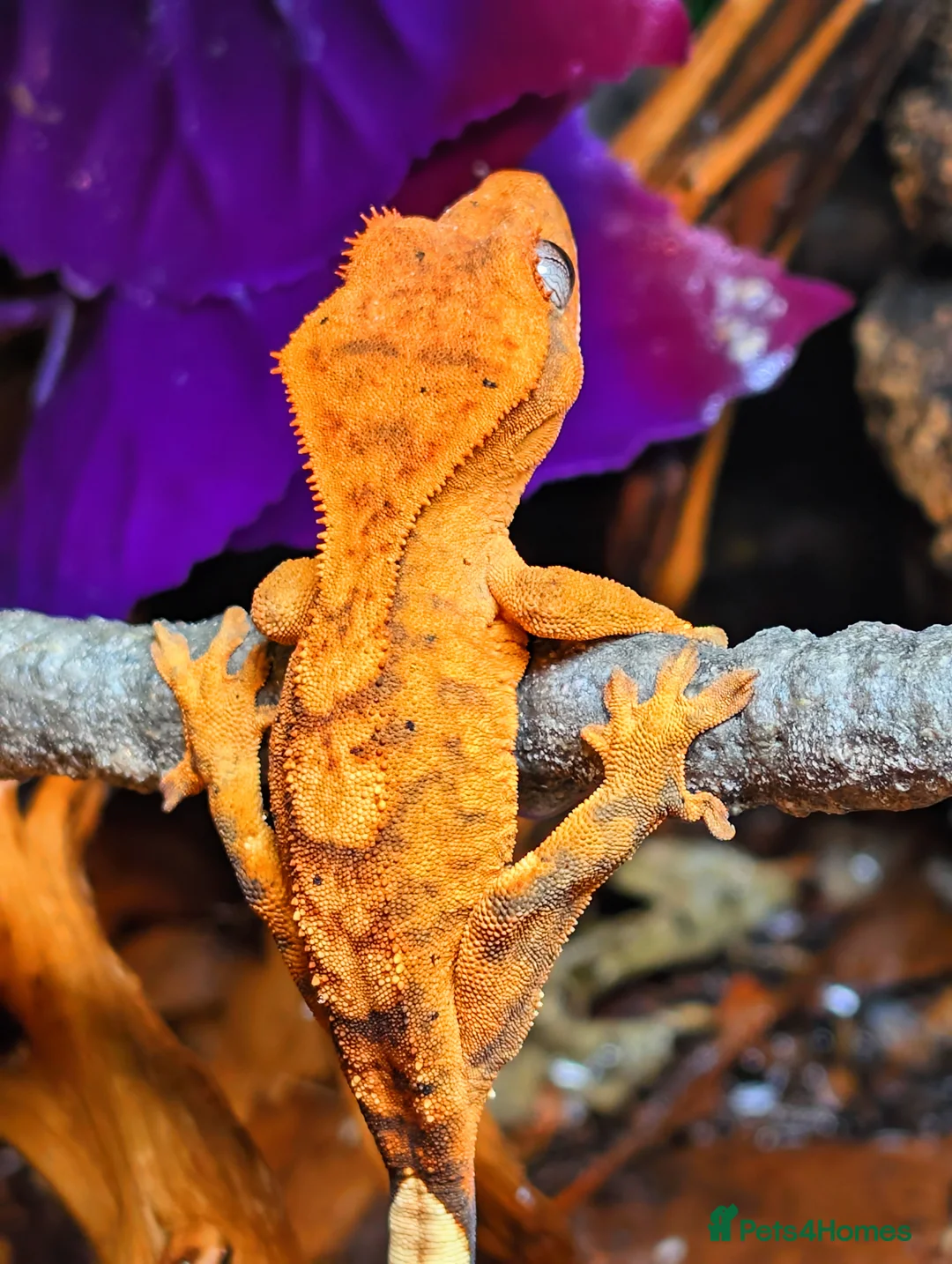 Gecko reptiles for sale: Unsexed Crested Gecko hatchling & full set up - Advert 7
