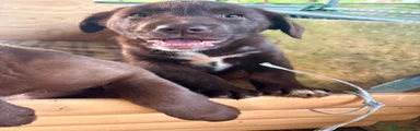 Mixed Breed 2