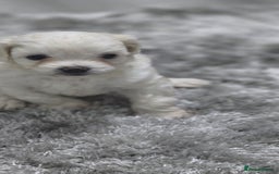 Mixed Breed dogs for sale: Bichon frise - Image 3