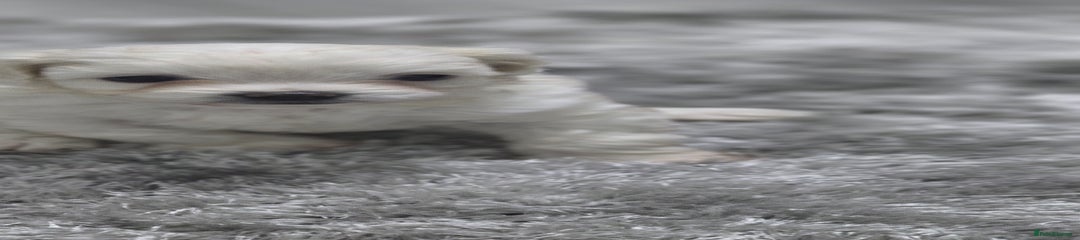 Bichon Frise Puppy 2