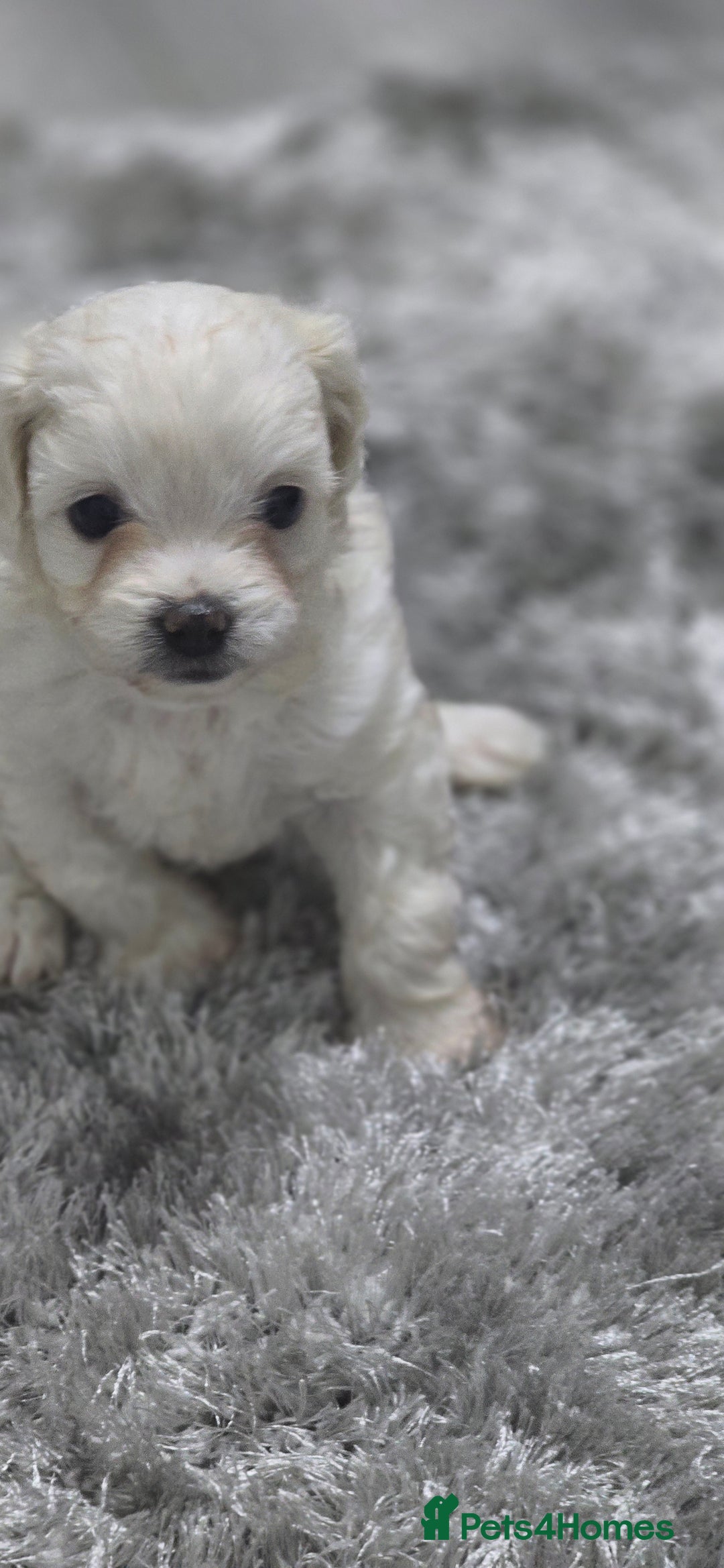 Mixed Breed dogs for sale: Bichon frise - Image 3