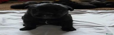 Puppy 13