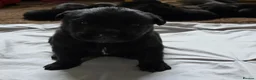 Belgian Shepherd Dog dogs for sale: Belgian malinois puppies in Dorchester - Advert 14