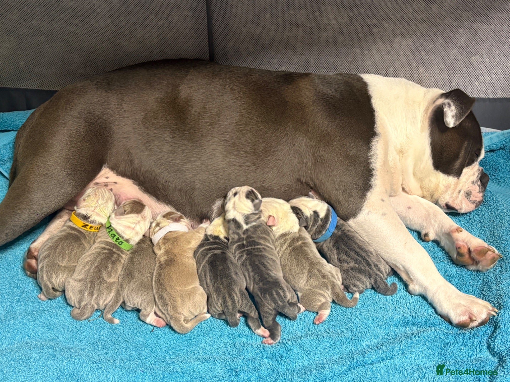 Old Tyme Bulldog dogs Old tyme English bulldog puppies NEBBR registered - Advert 6
