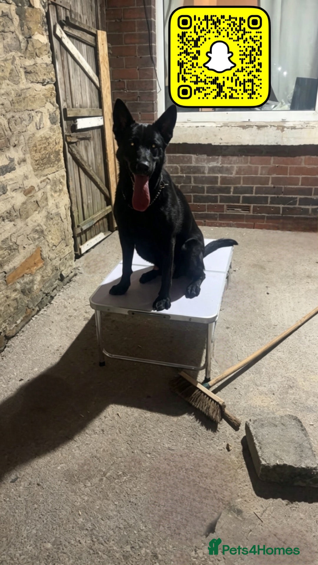 German Shepherd dogs Czeck Shepherd / German Sheperd - Advert 4