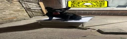 German Shepherd dogs for stud: Czeck Shepherd / German Sheperd in Accrington - Advert 1