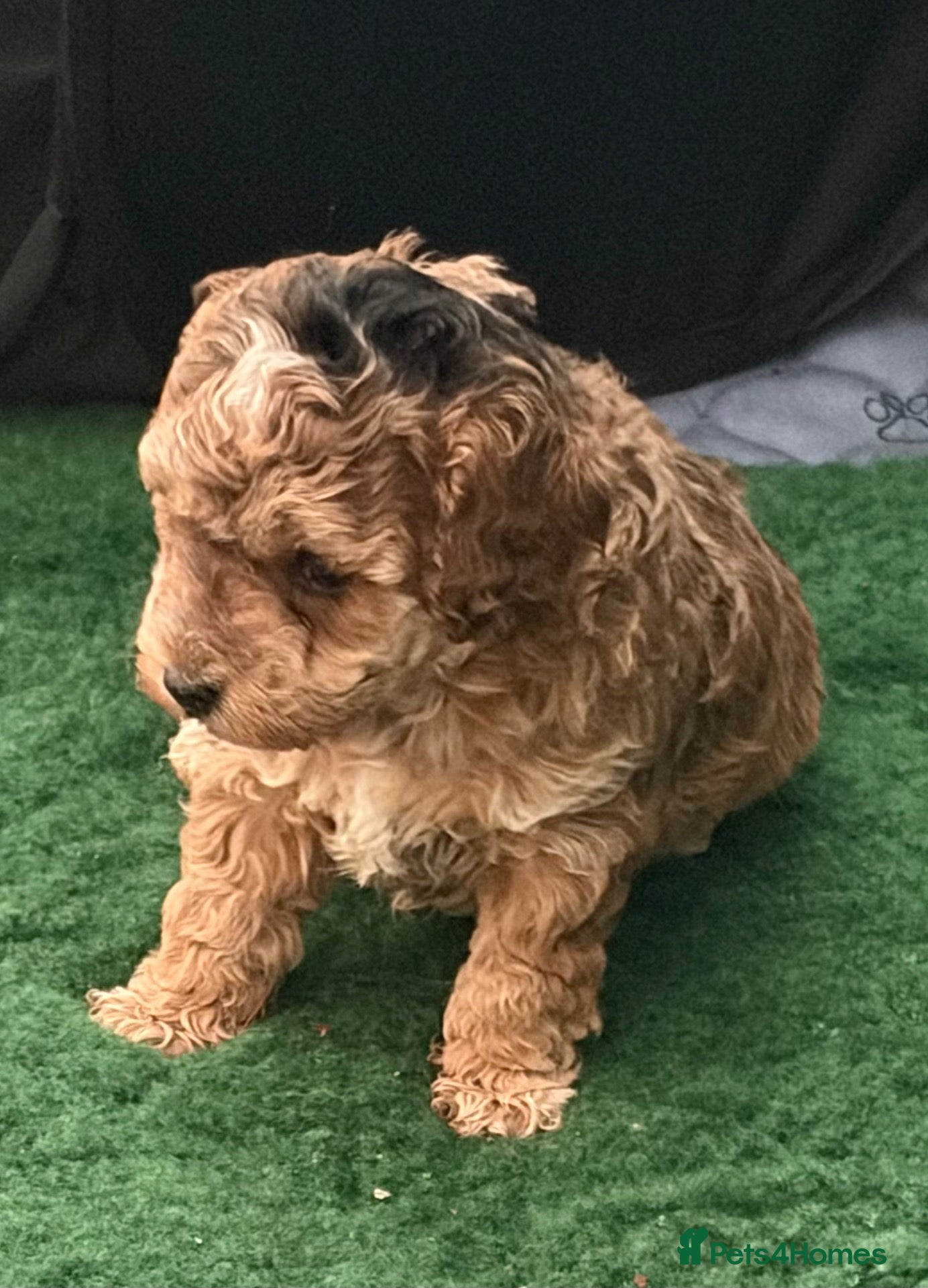 Cockapoo dogs Rare Chocolate Merle, Phantoms,Teddybear Girls | - Advert 2
