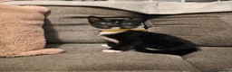 Mixed Breed cats for sale: 3 Boy Kittens Available  - Advert 7
