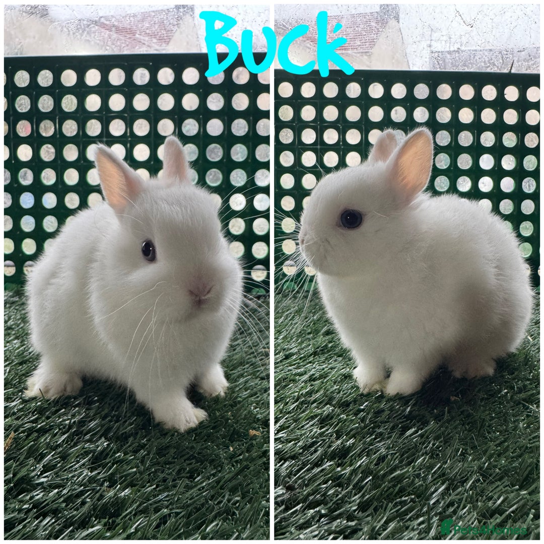 Netherland Dwarf rabbits for sale: Pure breed Netherlands dwarf  - Advert 1