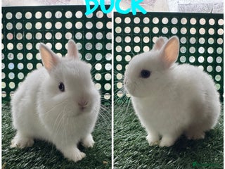 Netherland Dwarf rabbits Pure breed Netherlands dwarf - Advert 1