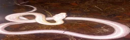 Corn Snake reptiles for sale: Corn snakes forsale 2025 corn snakes 2026 clutches - Advert 10