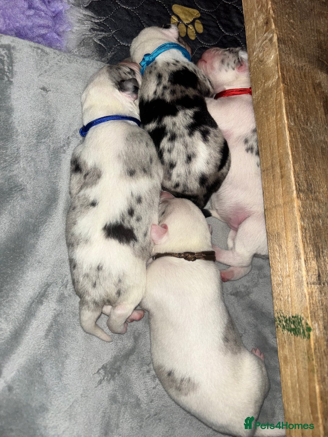 Mixed Breed dogs for sale: beautiful Bull/Greyhound puppies  - Image 3