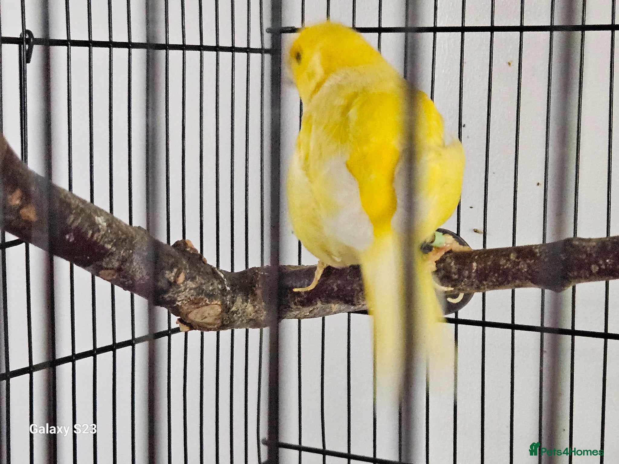 Canaries birds for sale: Fife canaries - Advert 4