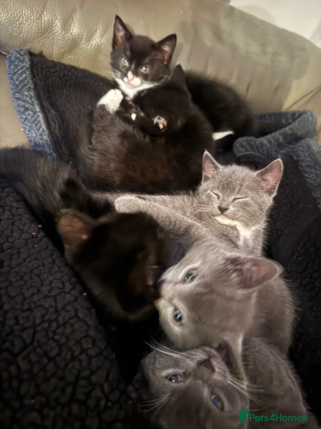 Mixed Breed cats for sale: Beautiful and super friendly mixed kittens - Advert 12