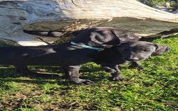 Mixed Breed dogs for sale: Adorable Saluki Pointers - Image 1