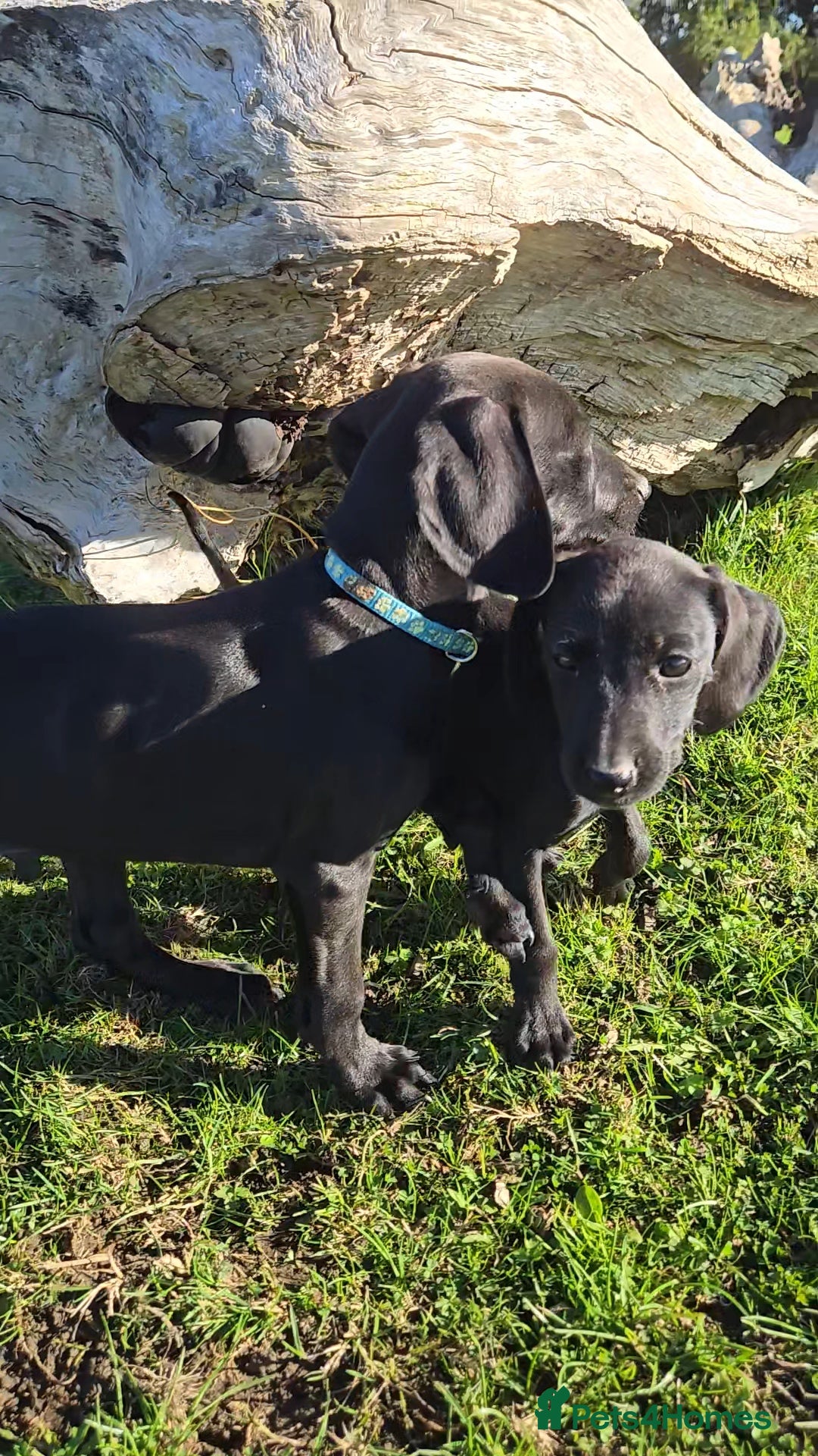 Mixed Breed dogs for sale: Adorable Saluki Pointers - Image 1