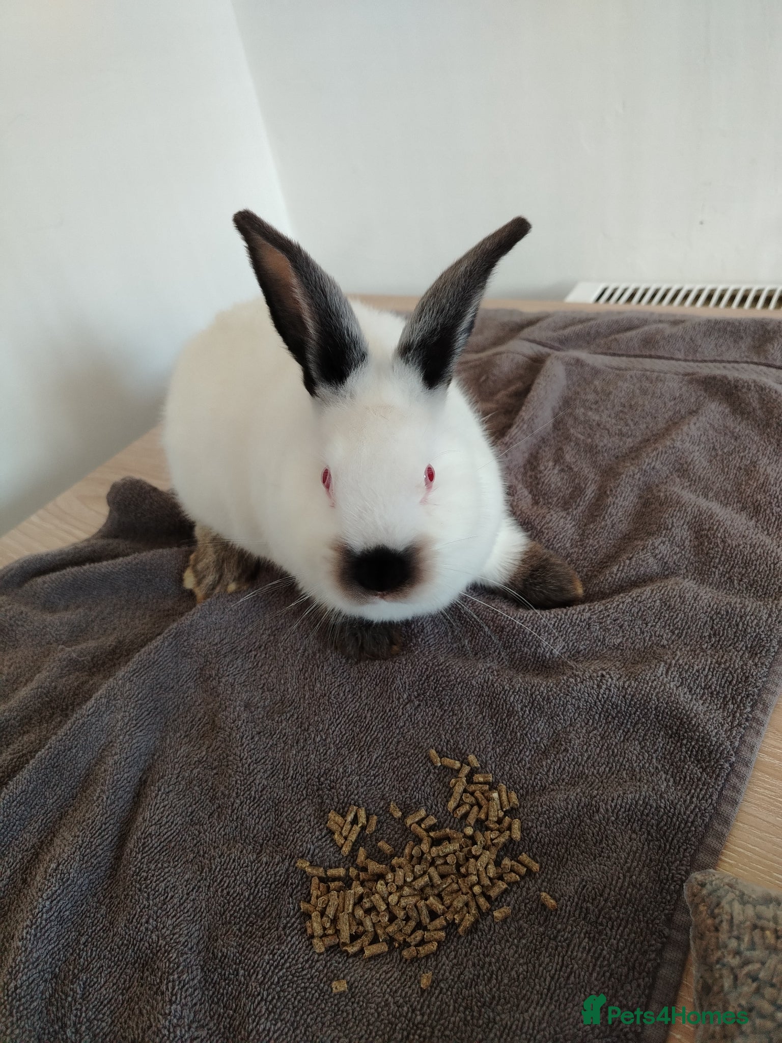 Californian rabbits for sale: Californian White Buck Kits - READY 18TH JUNE - Advert 11