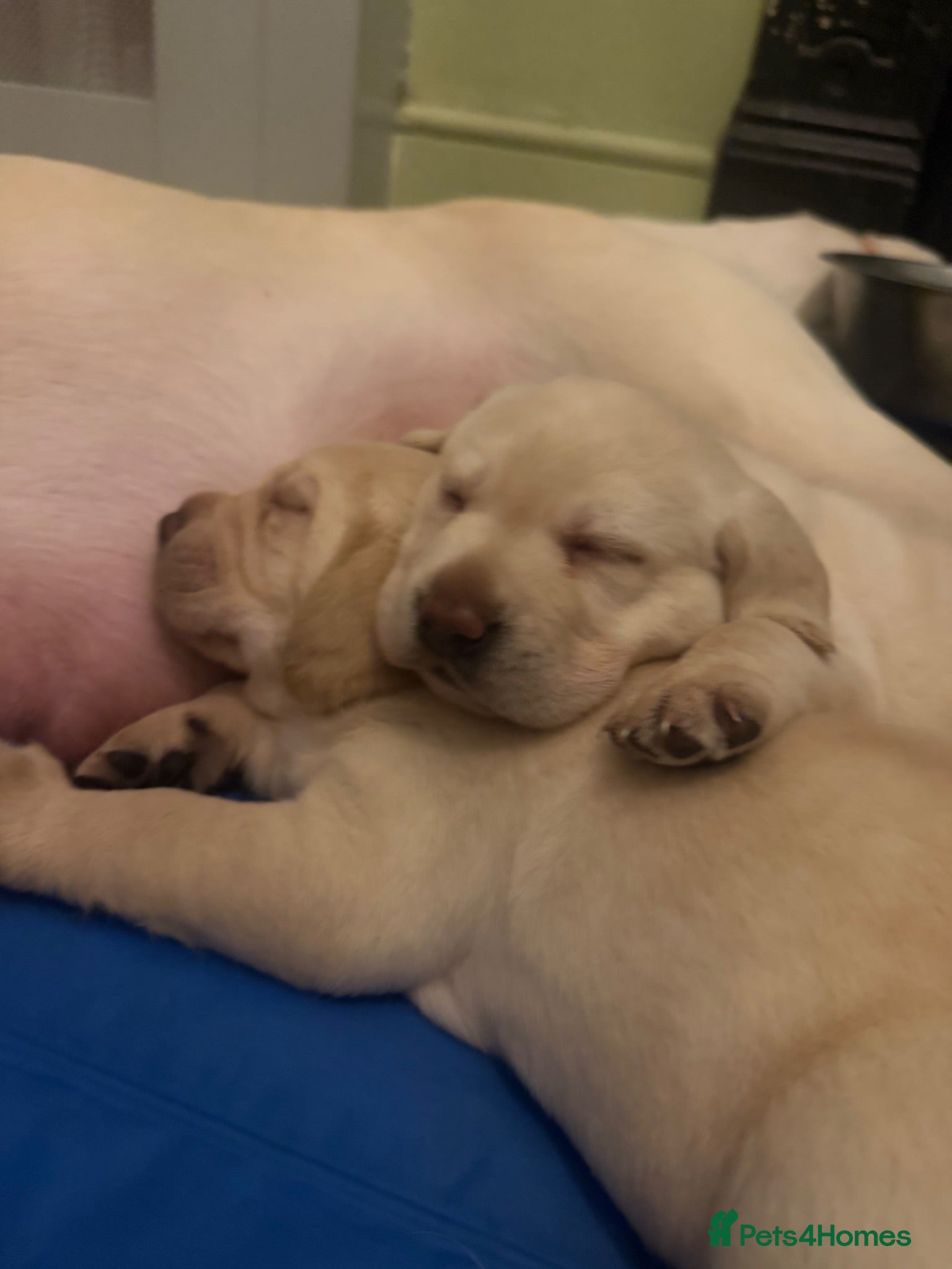 Labrador Retriever dogs Beautiful cream KC Registered litter  - Advert 2