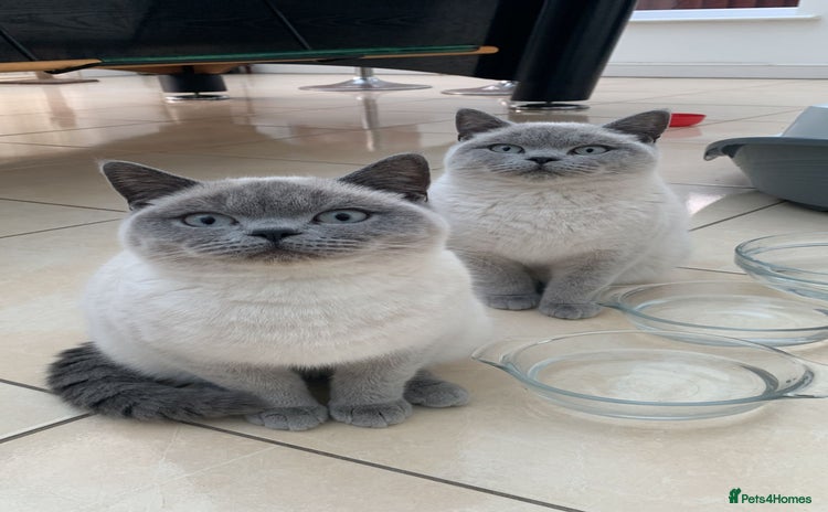 British Shorthair cats - Advert 3