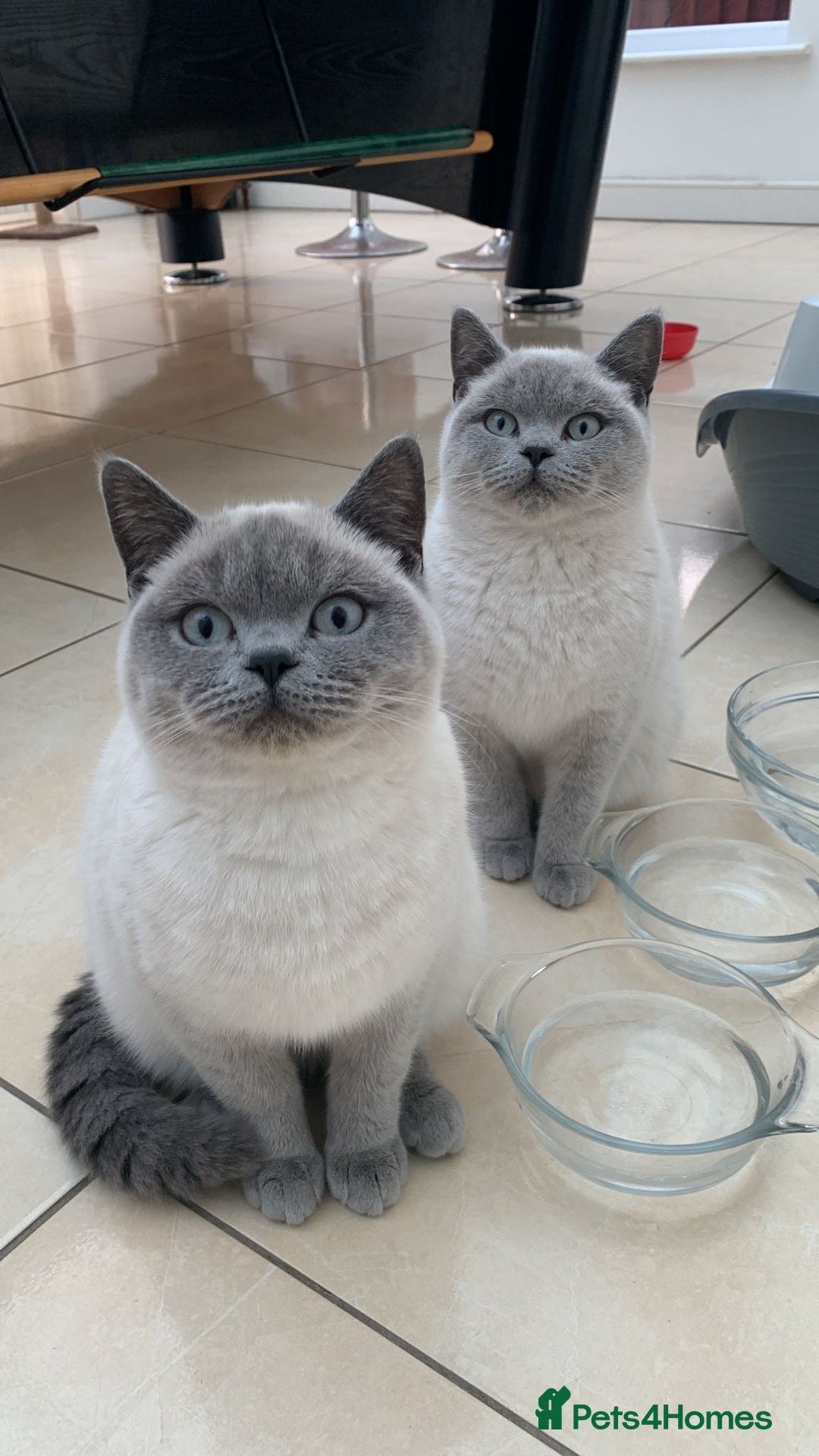 British Shorthair cats for sale: Stunning Pedigree British Blue Short Hair Males - Image 1