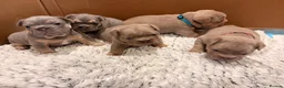 French Bulldog dogs for sale: French bulldog puppies  - Advert 15