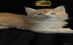 Maine Coon cats for stud: European Championship Carries Shaded GCCF & TICA - Advert 15