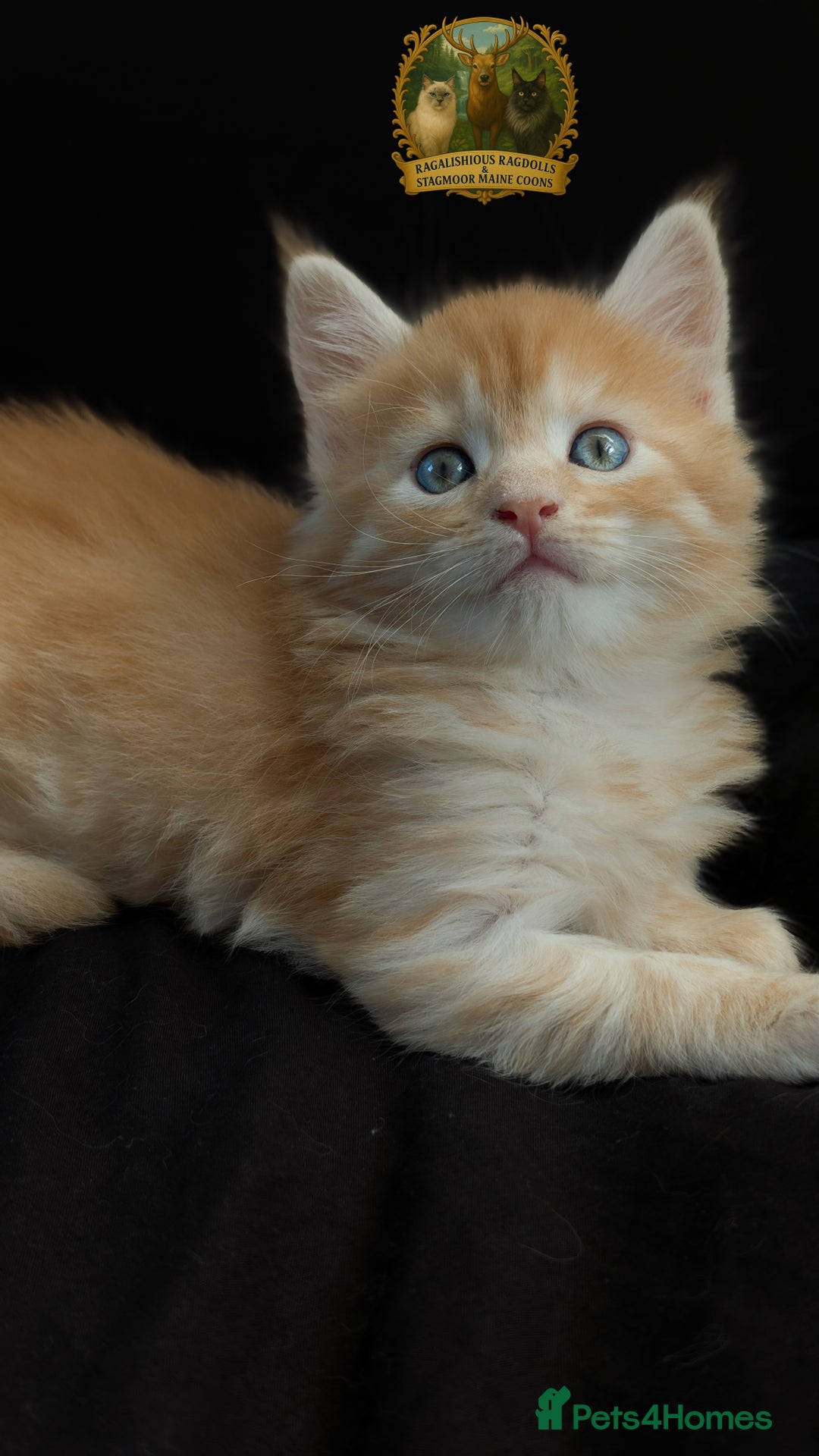 Maine Coon cats for stud: European Championship Carries Shaded GCCF & TICA - Advert 15