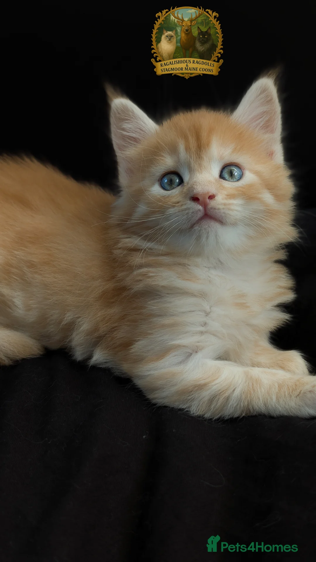 Maine Coon cats for stud: European Championship Carries Shaded GCCF & TICA - Advert 28