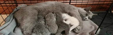 British Shorthair Kitten 1