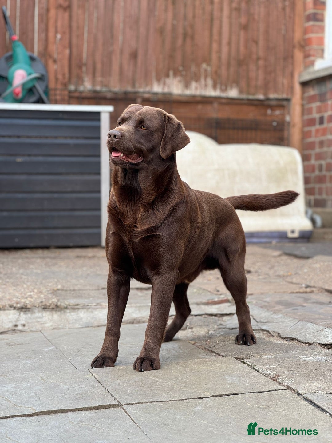 Labrador Retriever dogs for stud: Exceptional Chocolate Labrador FOR STUD in Bedford - Advert 3