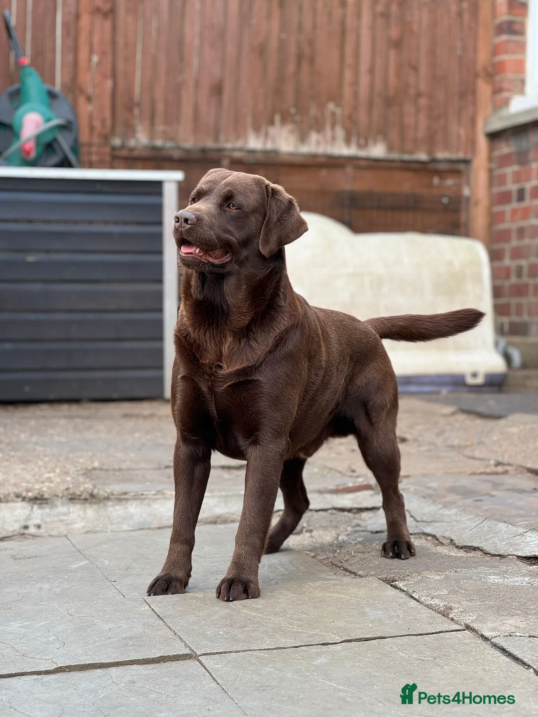 Labrador Retriever dogs for stud: Exceptional Chocolate Labrador FOR STUD in Bedford - Advert 3