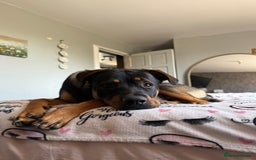 Rottweiler dogs for stud: Rottweiler X German shepherd STUD  - Image 4