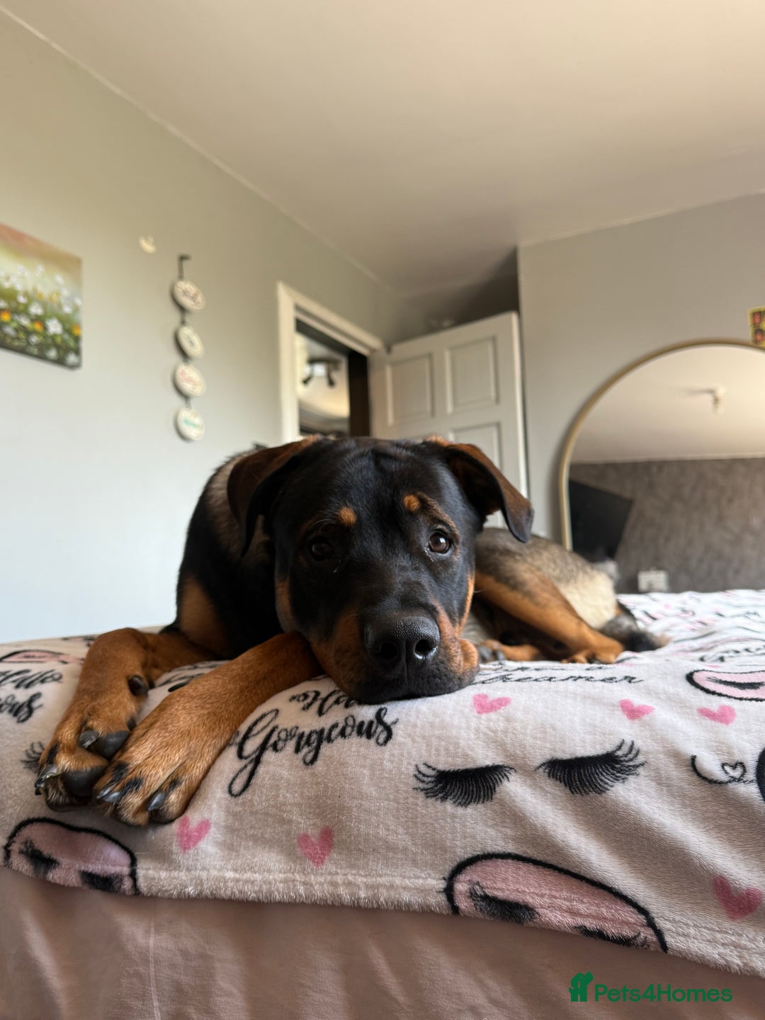 Rottweiler dogs for stud: Rottweiler X German shepherd STUD  - Image 4