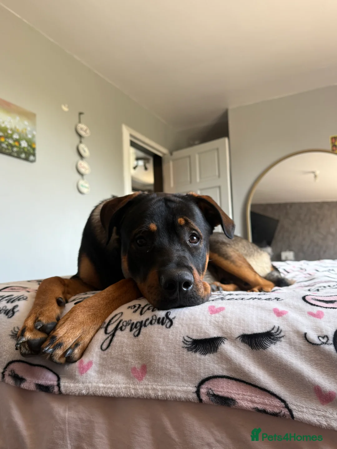 Rottweiler dogs for stud: Rottweiler X German shepherd STUD  - Advert 4