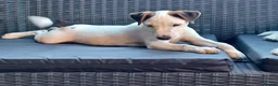 Parson Russell dogs for sale: Quality Parsons Russell Terrier Puppies - Advert 3