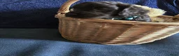 Cockapoo dogs for sale: Stunning homebred cockapoos - Advert 6