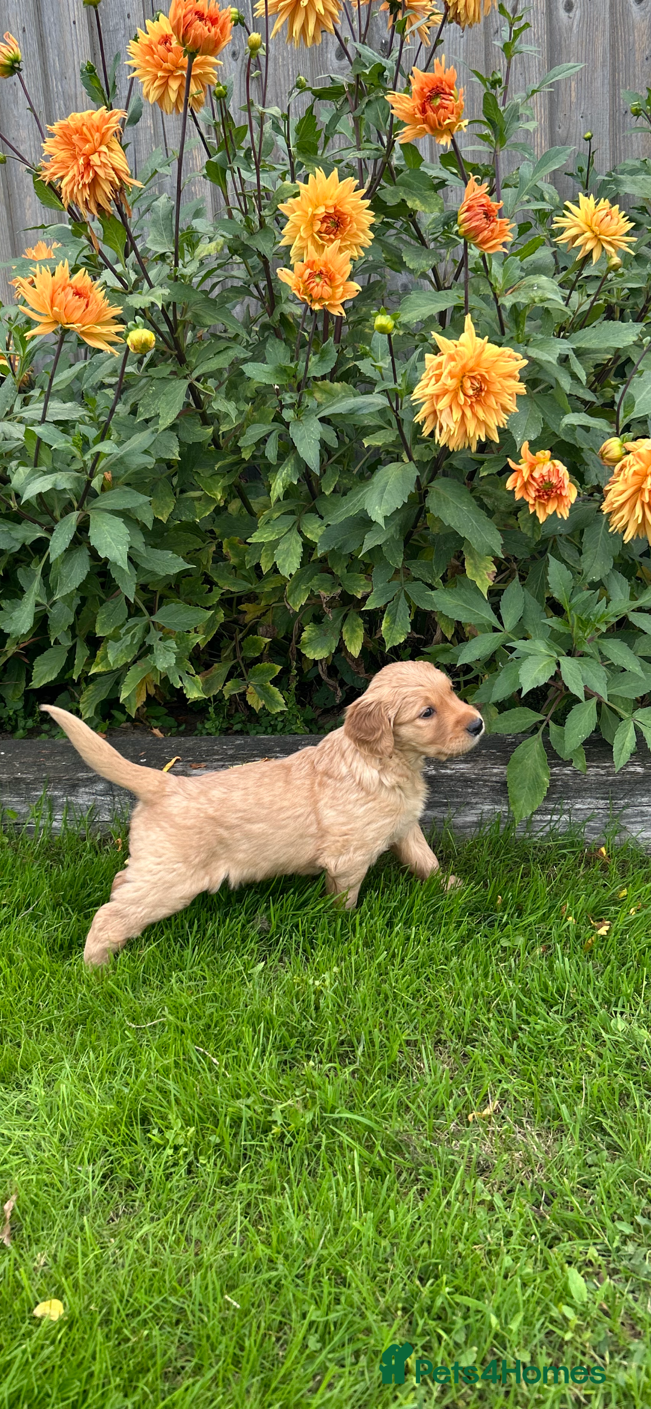 Golden Retriever dogs Very Dark Golden Retriever Puppies  - Advert 2