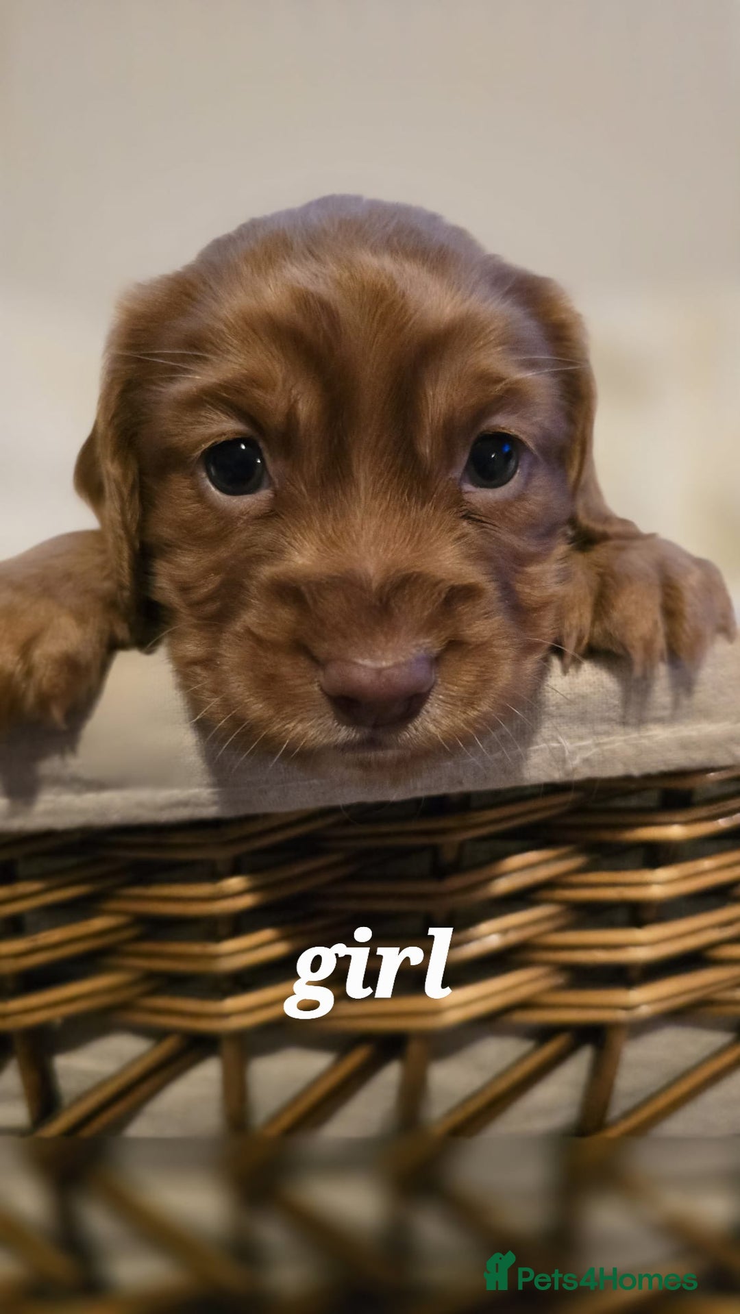 Cocker Spaniel dogs for sale: 3 beautiful working cocker spaniel pups  - Advert 15