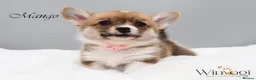 Welsh Corgi Pembroke dogs for sale: Absolutely Stunning KC WPC Puppies  - Advert 11