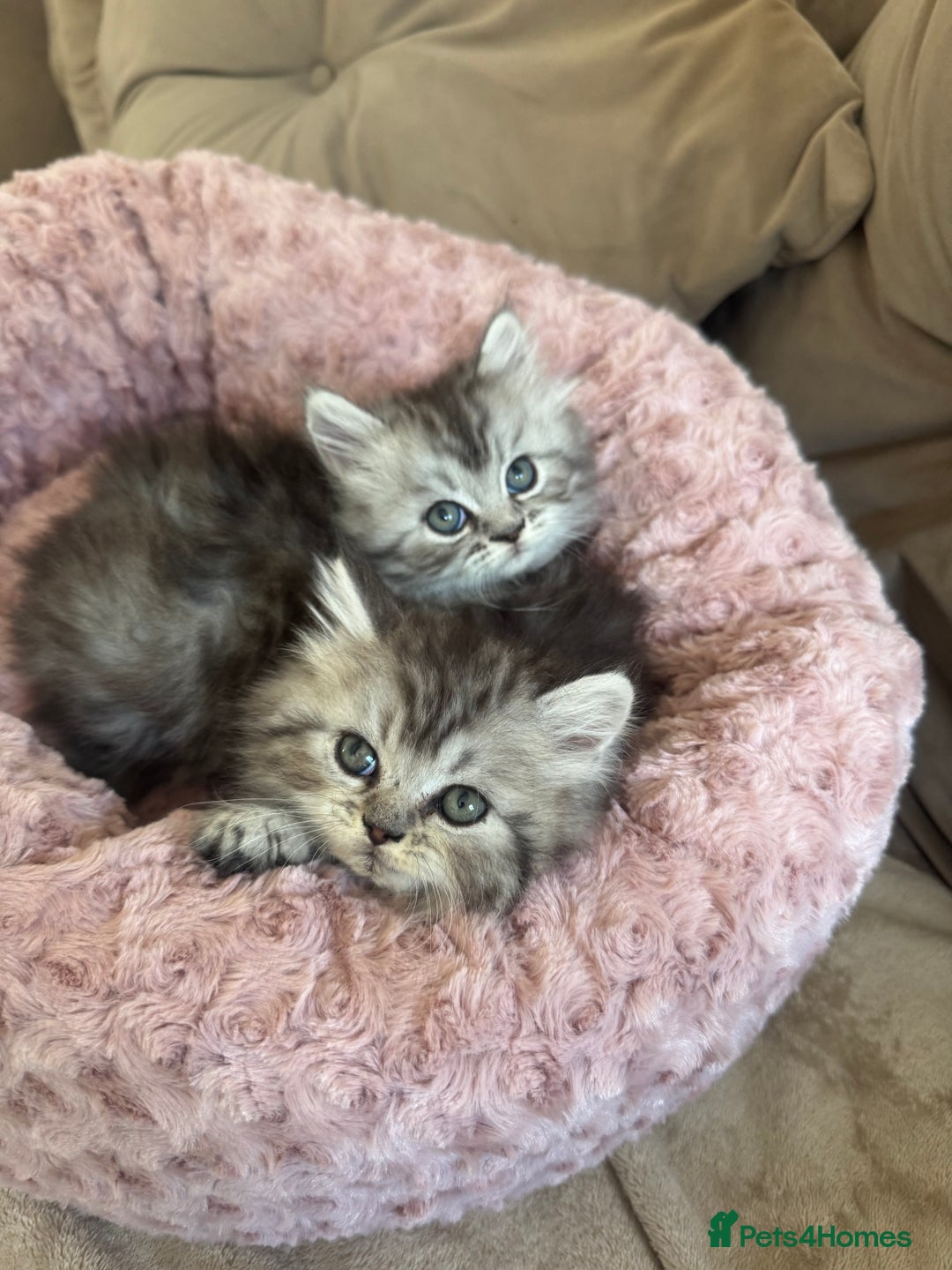 Persian cats for sale: Stunning silver Persian kittens  - Image 3