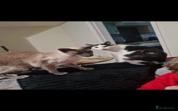 Siamese cats for sale: 3 x 2 y/o siamese males - Image 8