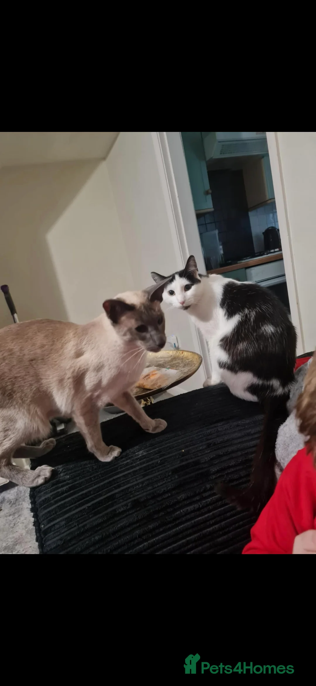 Siamese cats for sale: 3 x 2 y/o siamese males - Advert 8