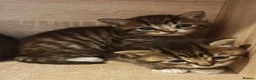 Mixed Breed cats for sale: 💖 Gorgeous British Shorthair Mix Kittens –  🐾 in Peterborough - Advert 20