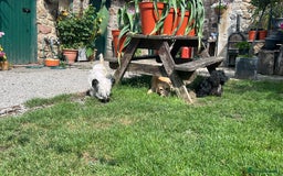 Skye Terrier dogs for sale: Gorgeous chunky terrier pups  - Image 2